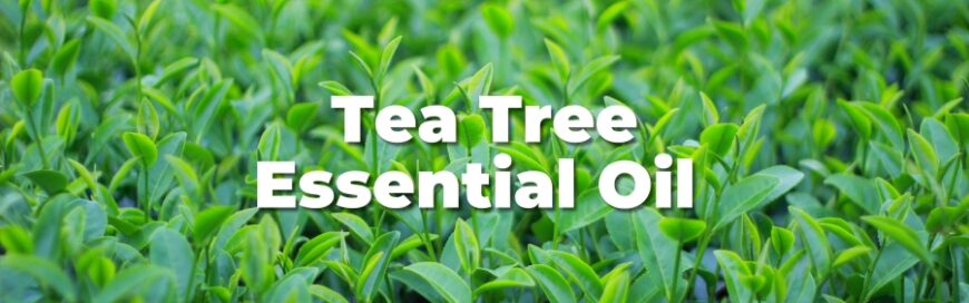 Tea Tree Oil